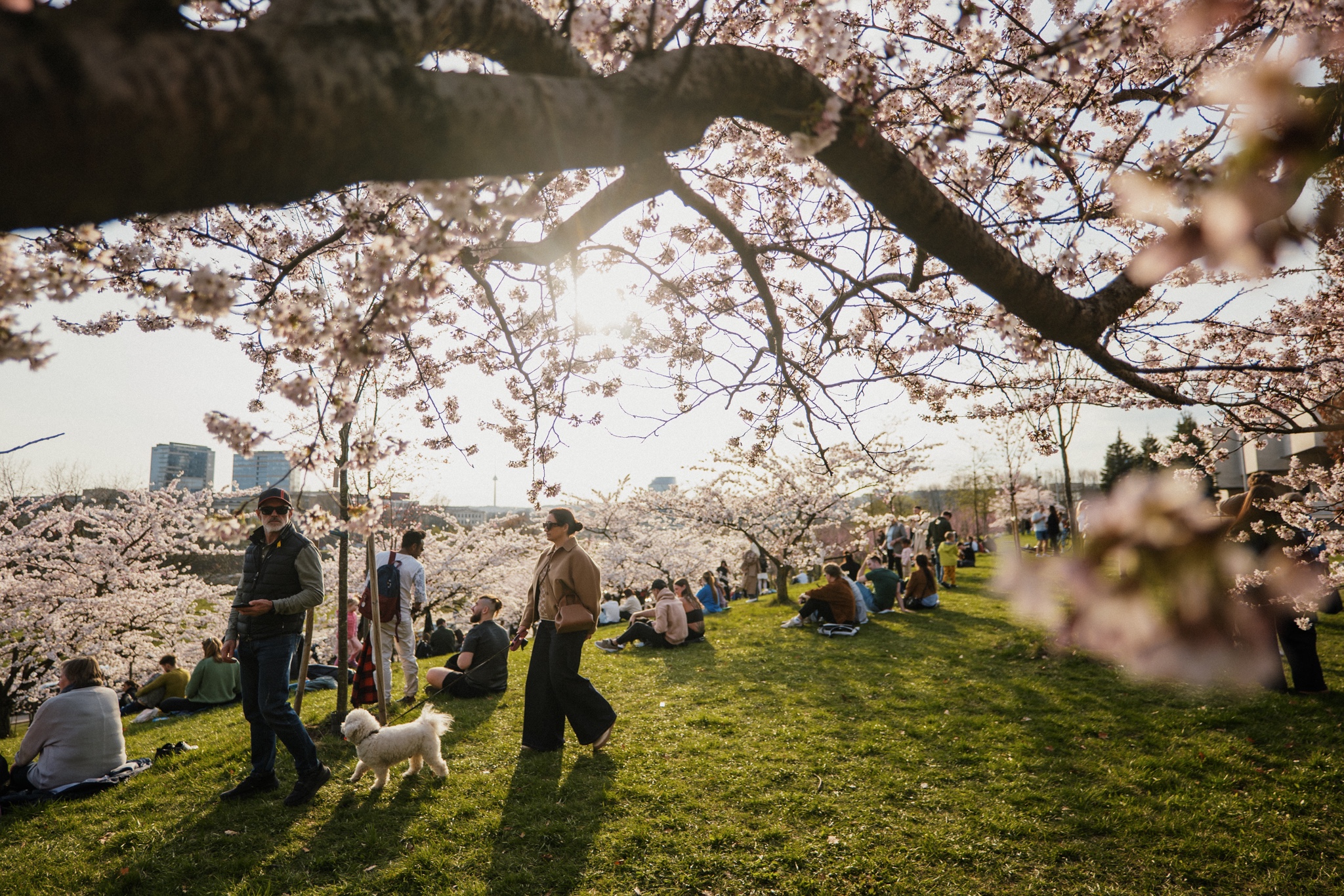 Sakura park Vilnius