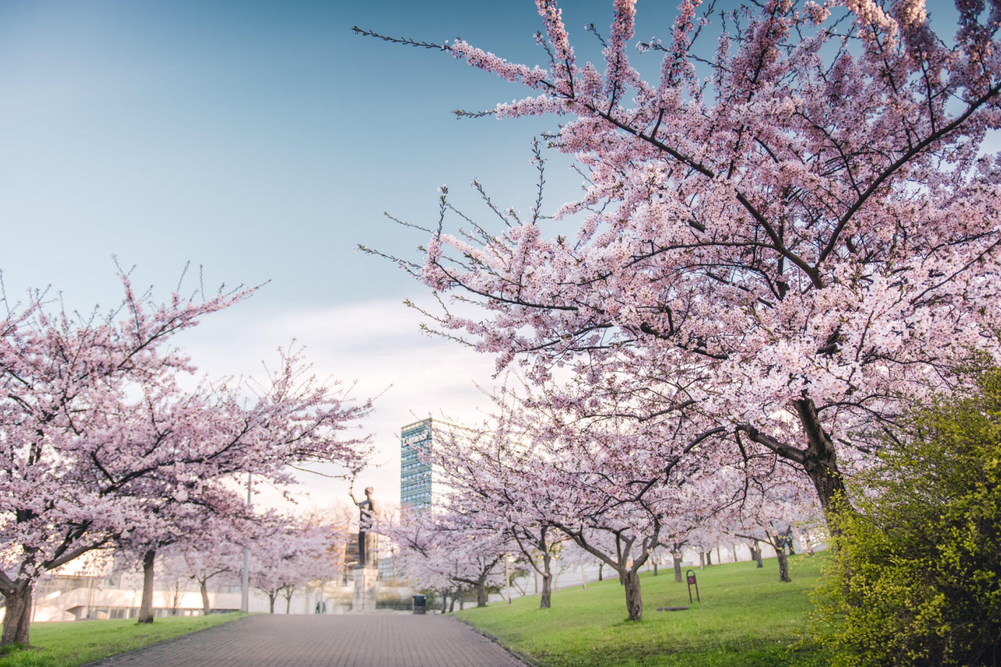 Sakura park Vilnius