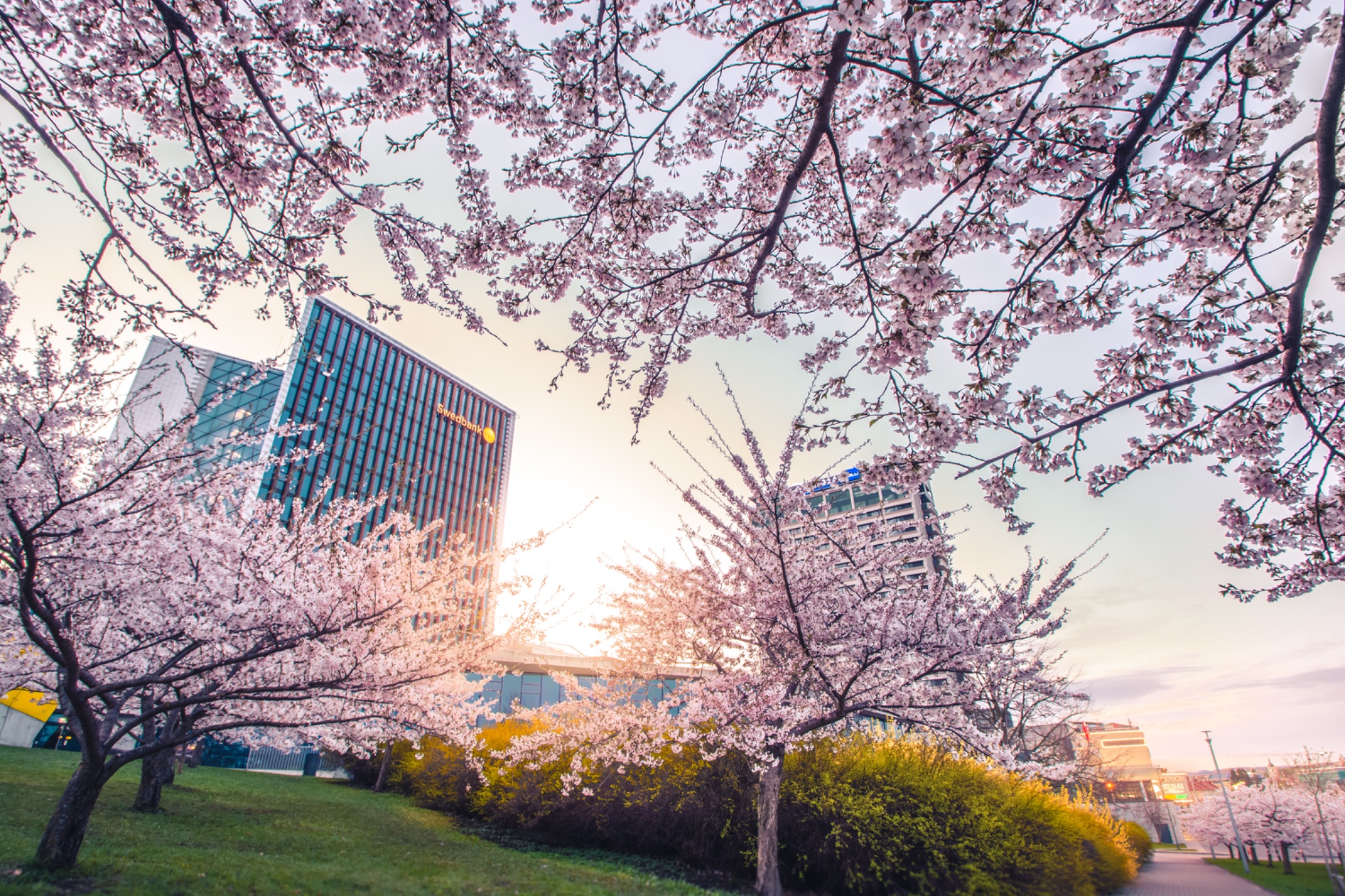 Sakura park Vilnius